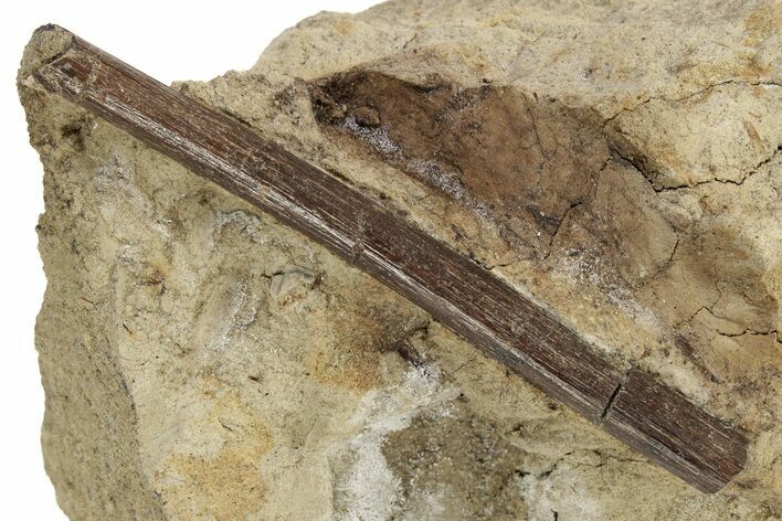 Ossified Dinosaur Tendon In Sandstone - Wyoming #227489